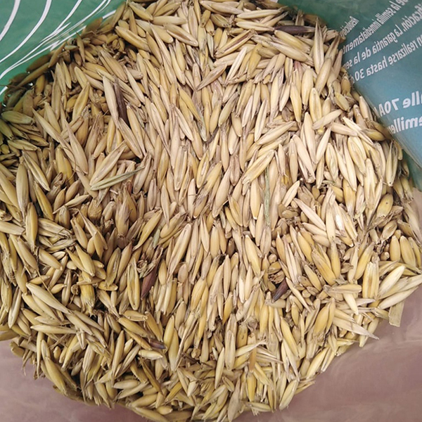 Semilla Avena